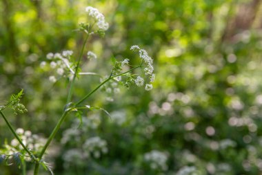 Bahar ormanlarında açan beyaz kır çiçekleri yumuşak güneş ışığıyla