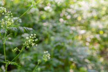 Bahar ormanlarında açan beyaz kır çiçekleri yumuşak güneş ışığıyla
