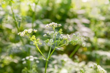 Bahar ormanlarında açan beyaz kır çiçekleri yumuşak güneş ışığıyla