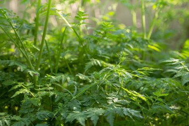 Bahar ormanlarında kır çiçekleriyle yemyeşil yapraklar.