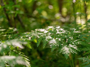 Bahar ormanlarında kır çiçekleriyle yemyeşil yapraklar.