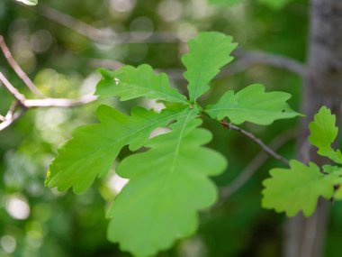 Bulanık bir arkaplanda, güneş ışığında yeşil meşe yapraklarının yakın çekimi