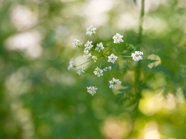 Bahar ormanlarında açan beyaz kır çiçekleri yumuşak güneş ışığıyla