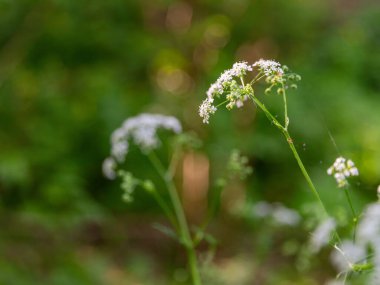 Bahar ormanlarında açan beyaz kır çiçekleri yumuşak güneş ışığıyla