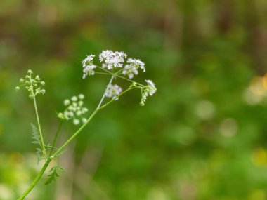 Bahar ormanlarında açan beyaz kır çiçekleri yumuşak güneş ışığıyla