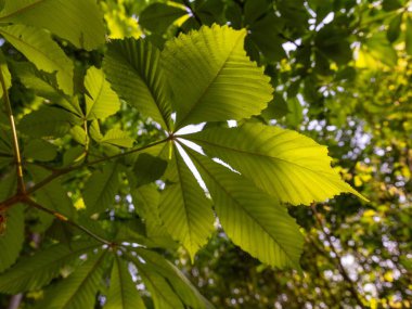 Baharda mavi gökyüzüne karşı ağaçta yeşil kestane yaprakları