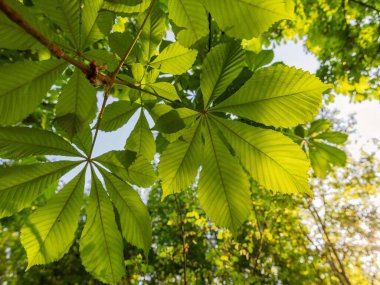 Baharda mavi gökyüzüne karşı ağaçta yeşil kestane yaprakları