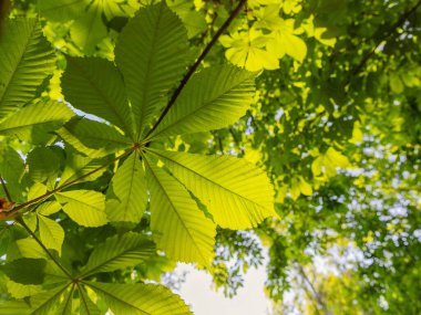 Baharda mavi gökyüzüne karşı ağaçta yeşil kestane yaprakları
