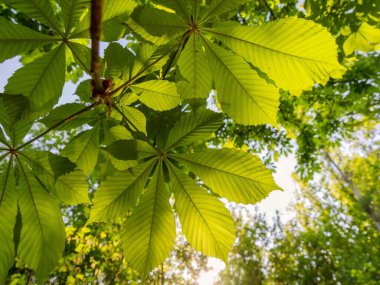 Baharda mavi gökyüzüne karşı ağaçta yeşil kestane yaprakları