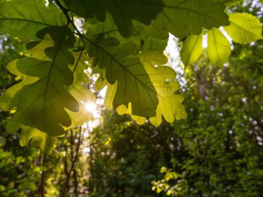 Baharda mavi gökyüzüne karşı ağaçta yeşil kestane yaprakları