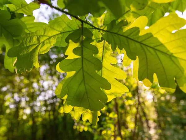 Bahar ormanında yumuşak güneş ışığıyla genç yeşil bir dal
