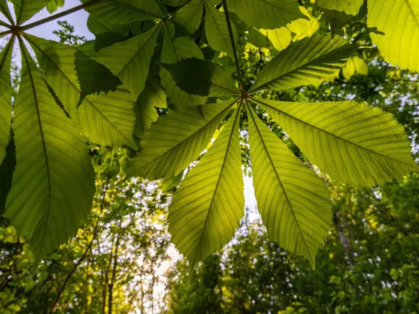 Bahar ormanında yumuşak güneş ışığıyla genç yeşil bir dal