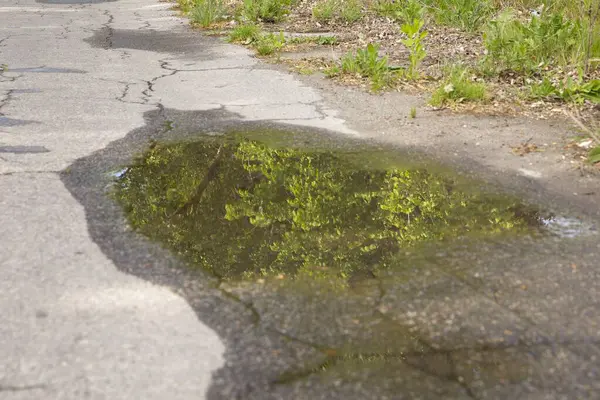 Kırık asfalt yoldaki su birikintisindeki ağaçların yansıması.