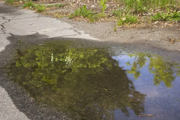 Kırık asfalt yoldaki su birikintisindeki ağaçların yansıması.