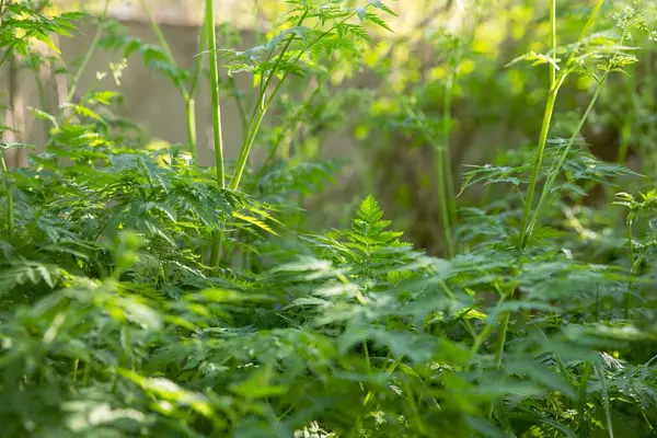 Bahar ormanlarında kır çiçekleriyle yemyeşil yapraklar.