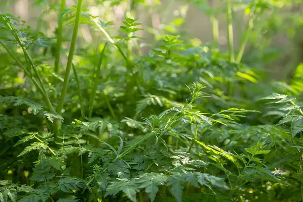 Bahar ormanlarında kır çiçekleriyle yemyeşil yapraklar.