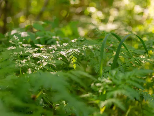 Bahar ormanlarında kır çiçekleriyle yemyeşil yapraklar.