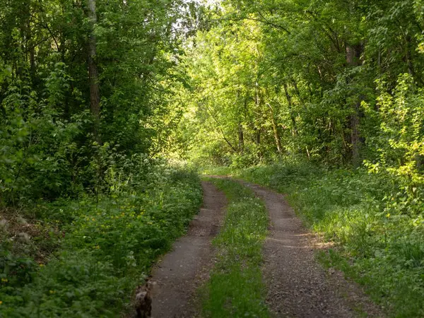 Bahar ormanlarında kır çiçekleriyle yemyeşil yapraklar.