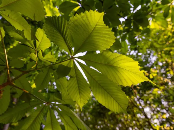 Baharda mavi gökyüzüne karşı ağaçta yeşil kestane yaprakları
