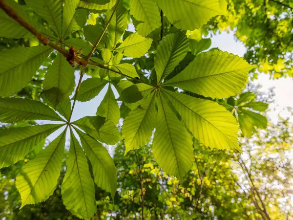 Baharda mavi gökyüzüne karşı ağaçta yeşil kestane yaprakları