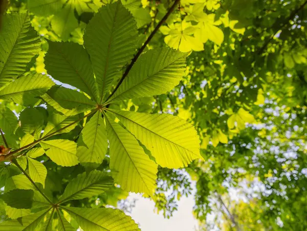 Baharda mavi gökyüzüne karşı ağaçta yeşil kestane yaprakları