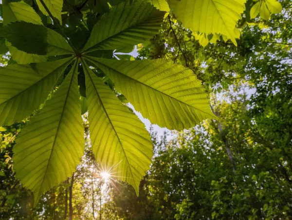 Baharda mavi gökyüzüne karşı ağaçta yeşil kestane yaprakları