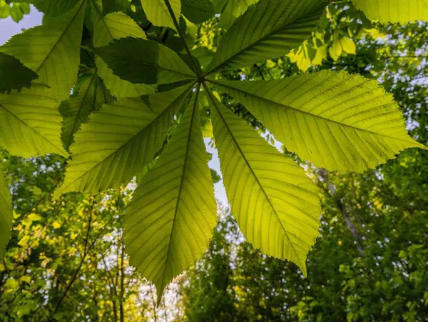 Baharda mavi gökyüzüne karşı ağaçta yeşil kestane yaprakları