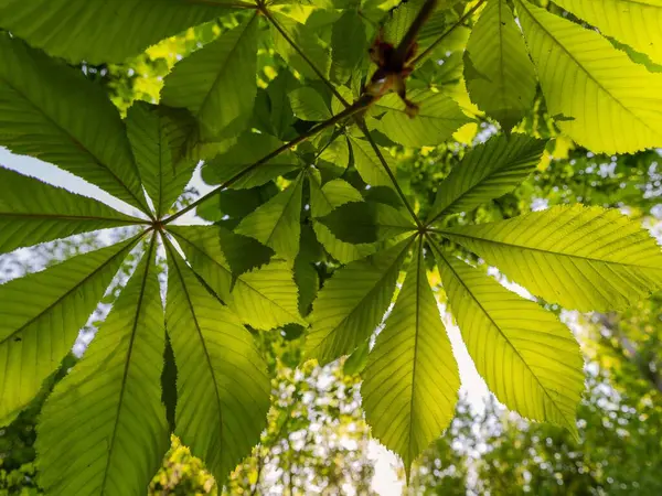 Baharda mavi gökyüzüne karşı ağaçta yeşil kestane yaprakları