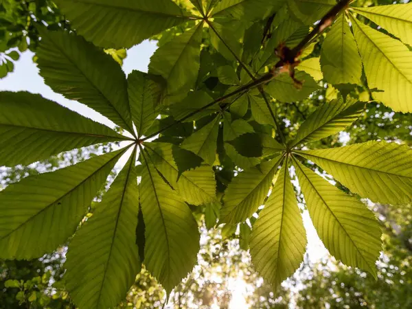 Baharda mavi gökyüzüne karşı ağaçta yeşil kestane yaprakları