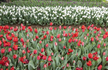 Beyaz, kırmızı ve pembe renkli sıra sıra açan laleler. Doğal çiçek desenli renkli bahar çiçeği tarlası.