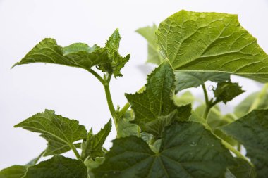 Tencere içinde genç salatalıklar eğitici botanik konsepti