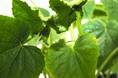 Tencere içinde genç salatalıklar eğitici botanik konsepti