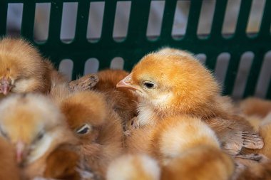 Plastik sandık kümes hayvanları ve tarım kavramında tüylü civcivler