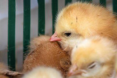 Plastik sandık kümes hayvanları ve tarım kavramında tüylü civcivler