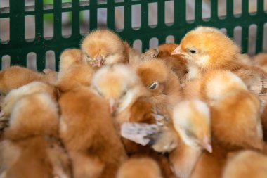 Plastik sandık kümes hayvanları ve tarım kavramında tüylü civcivler