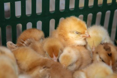 Plastik sandık kümes hayvanları ve tarım kavramında tüylü civcivler