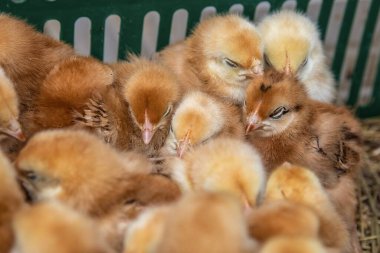 Plastik sandık kümes hayvanları ve tarım kavramında tüylü civcivler