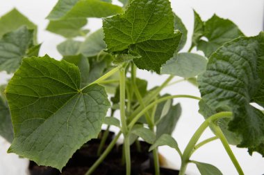 Toprak eko tarım ve sürdürülebilirlik kavramında organik salatalık tohumları