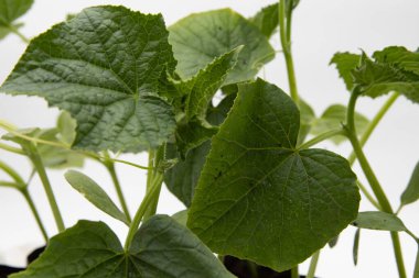 Kaliteli tohumlardan sağlıklı salatalıklar filizlenir. Bahçe ürünleri reklam edilir.