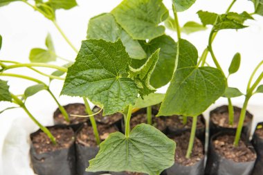 Kaliteli tohumlardan sağlıklı salatalıklar filizlenir. Bahçe ürünleri reklam edilir.