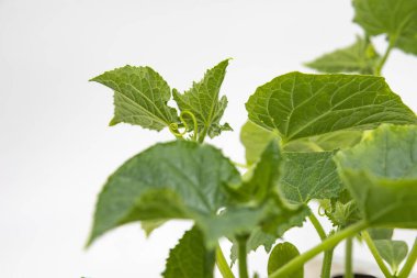 Kaliteli tohumlardan sağlıklı salatalıklar filizlenir. Bahçe ürünleri reklam edilir.