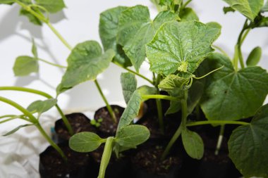 Saksılarda salatalık fideleri yetişiyor. Bahçecilik ve sebze yetiştiriciliği.