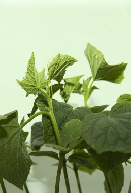Saksılarda salatalık fideleri yetişiyor. Bahçecilik ve sebze yetiştiriciliği.
