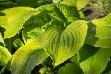 Güneş ışığında su damlacıklarıyla yeşil hosta yaprakları