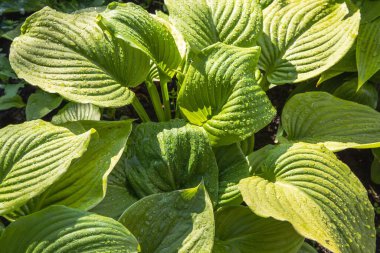 Güneş ışığında su damlacıklarıyla yeşil hosta yaprakları