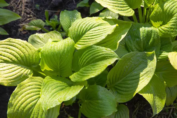 Güneş ışığında su damlacıklarıyla yeşil hosta yaprakları