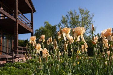 Çiçekli şeftali çiçeği yaz bahçesinde