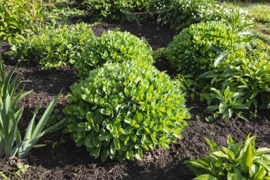 Yuvarlak yeşil çalılar güneşli bir günde iyi korunmuş bir çiçek tarhında büyüyor.
