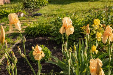 Yeşil yapraklı, güneşli bir bahçede açan şeftali çiçekleri.