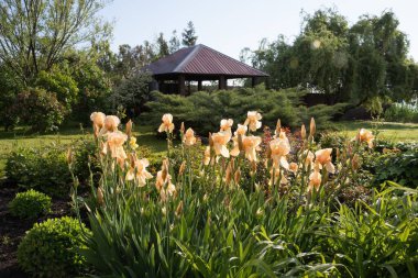 Güneşli bir günde, ağaçtan bir çardağın yanında açan süsen çiçekleri.